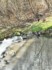 Stream flowing through rocks in forest