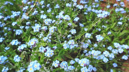 Close-up of white flowering plants