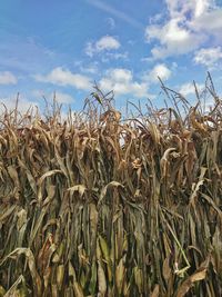 Close-up of crops on field against sky