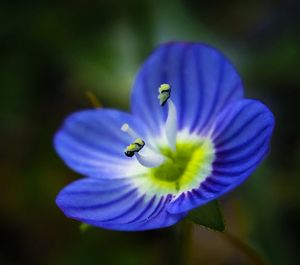 Close-up of purple flower