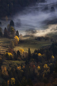 Scenic view of trees on field against sky