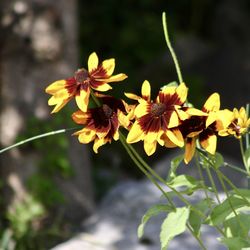 Close-up of yellow flowers blooming outdoors