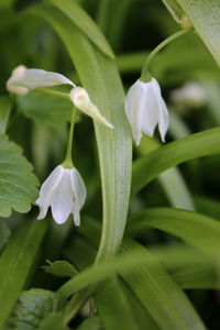 Close-up of flower blooming in garden