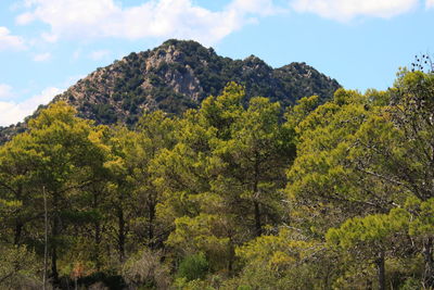 Scenic view of trees and mountains against sky
