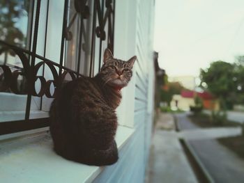 Cat looking away