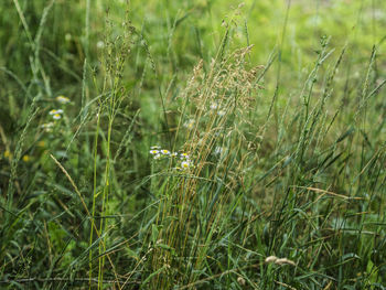 Close-up of grass growing on field