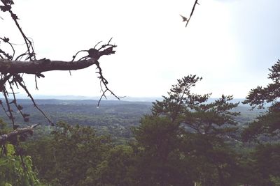 Trees on plants against sky