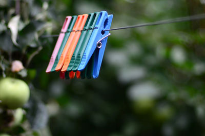 Close-up of multi colored clothespins hanging on rope