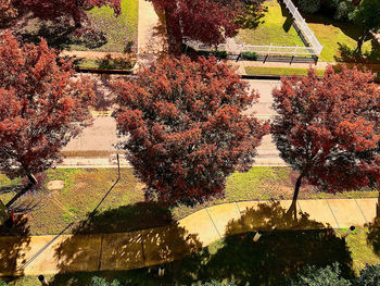 High angle view of plants in park during autumn