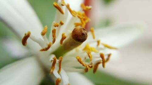 Close-up of flower