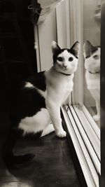 Portrait of cat sitting on floor