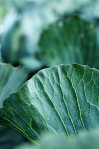 Close-up of green leaves