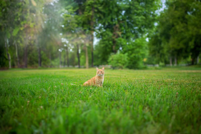 Cat on grassy field