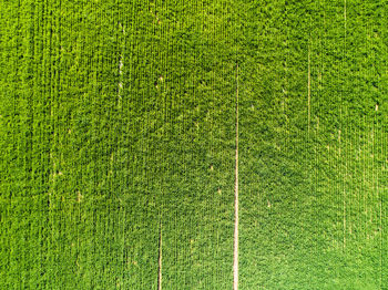 Aerial view of a cultivated field in italy.