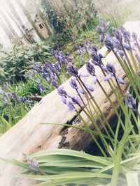 Close-up of purple flowering plants