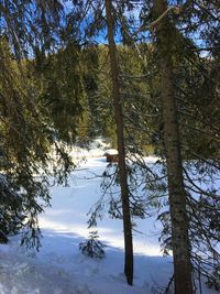 Trees on snow covered land against sky