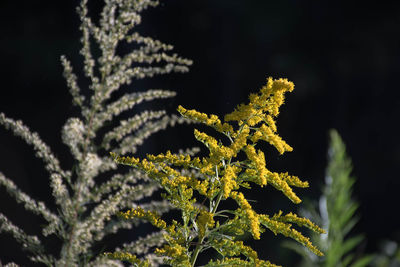 Close-up of flowering plant