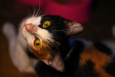 Close-up portrait of cat from above.