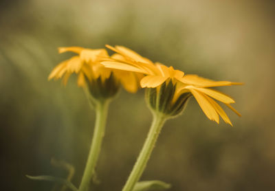 Close-up of yellow flowering plant