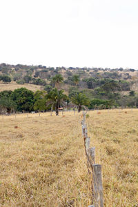 Scenic view of field against clear sky