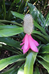 Close-up of pink flower blooming outdoors