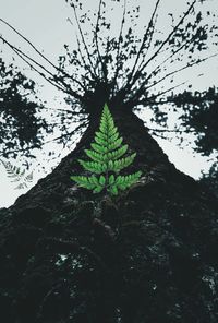 Low angle view of tree against sky