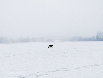 Scenic view of snow on field against clear sky with dog in distance 