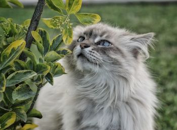 Close-up of a cat