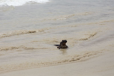 Dog in the sea