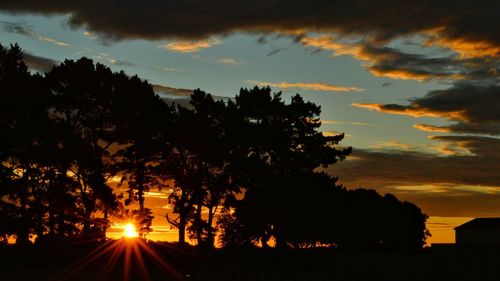 Silhouette of trees at sunset