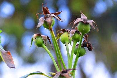 Close-up of flowering plant