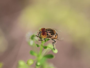 Close-up of insect on flower