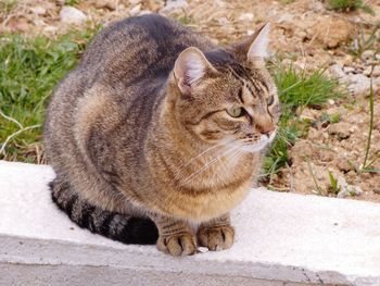 Close-up of tabby sitting outdoors