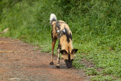 Wild dog in hluhluwe, south africa