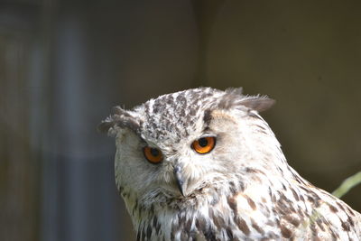 Close-up portrait of owl