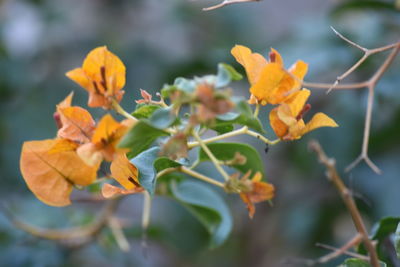 Close-up of yellow flower