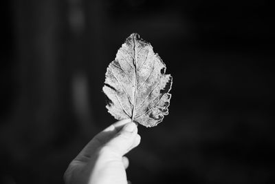 Close-up of hand holding leaf