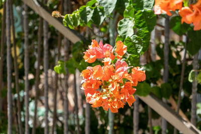 Close-up of orange flowering plant