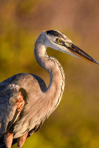 Close-up of a bird