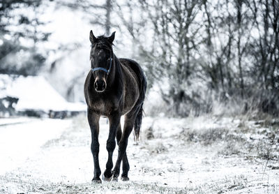 Full length of a horse on snow