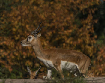 Deer standing in a forest