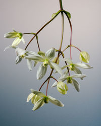 Close-up of flowers growing on tree