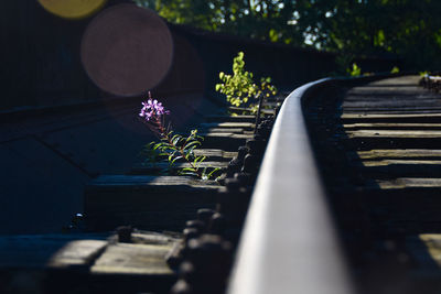 Close-up of purple flower on tracks