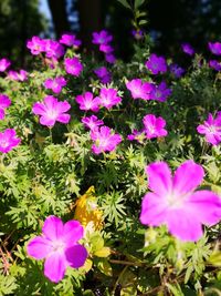 High angle view of pink flowering plants in park