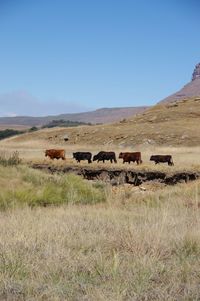 Cows on field against clear sky