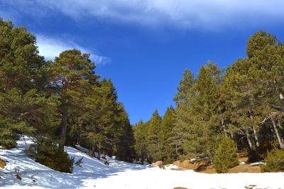 Trees in forest against sky during winter