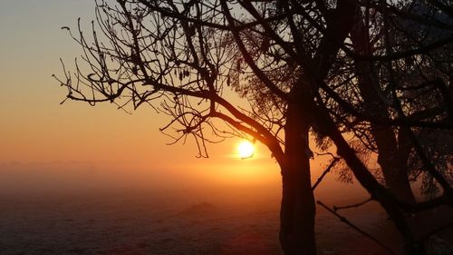 Silhouette tree by sea against sky during sunset