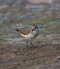 Close-up of a bird