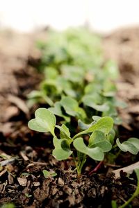 Close-up of fresh green plant