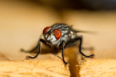 Close-up of fly